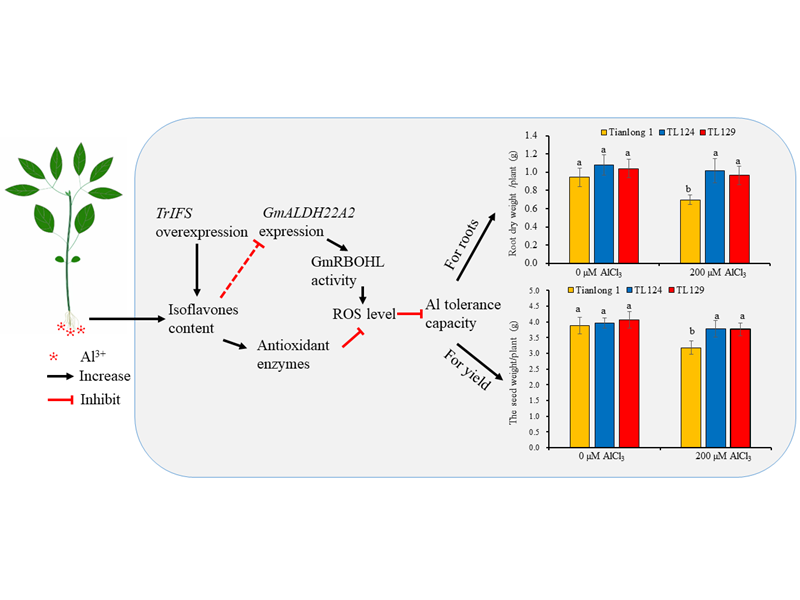 上海交大农业与生物学院王彪课题组与合作者发现大豆异黄酮耐铝新机制